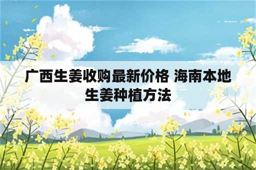 广西生姜收购最新价格 海南本地生姜种植方法