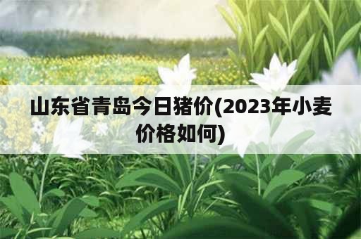 山东省青岛今日猪价(2023年小麦价格如何)